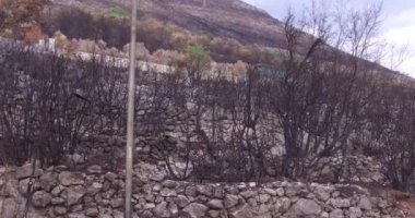 Bir orman orman yangını sonucu olarak bir zeytin grove yandı kül oldu. Orman yangınları yanmış ağaçlar küllerinden doğaya, sonuçları.