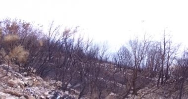 Bir orman orman yangını sonucu olarak bir zeytin grove yandı kül oldu. Orman yangınları yanmış ağaçlar küllerinden doğaya, sonuçları.