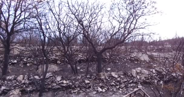 林野火の結果としてオリーブの木立が焼失 焦げた木の灰の中の自然 森林火災の影響 — ストック動画