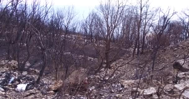 由于森林野火 橄榄树丛被烧毁 森林大火对自然的后果 烧毁树木的灰烬 — 图库视频影像