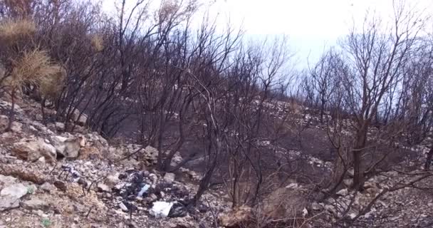 Suite Feu Forêt Une Oliveraie Brûlé Conséquences Des Feux Forêt — Video