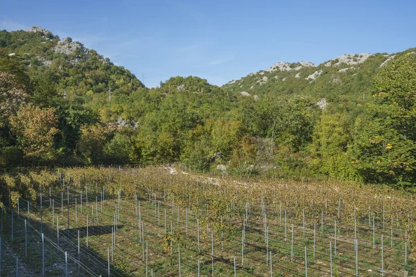 Endless Green Fields Planted Vineyards Which Local Winemakers Produce High — Stock Photo, Image