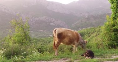 İnek gün batımından önce bir baharda banliyölerinde bir çayırda otlatıyor. Çoban köpeği merada bir eşlik eder. Çayırda genç yeşil bir çimen var. Arka planda ormanla kaplı dağlar