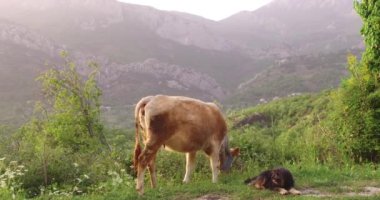 İnek gün batımından önce bir baharda banliyölerinde bir çayırda otlatıyor. Çoban köpeği merada bir eşlik eder. Çayırda genç yeşil bir çimen var. Arka planda ormanla kaplı dağlar