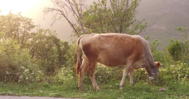 Корова Пасётся Лугу Пригороде Весной Заката Лугу Молодая Зеленая Трава — стоковое видео