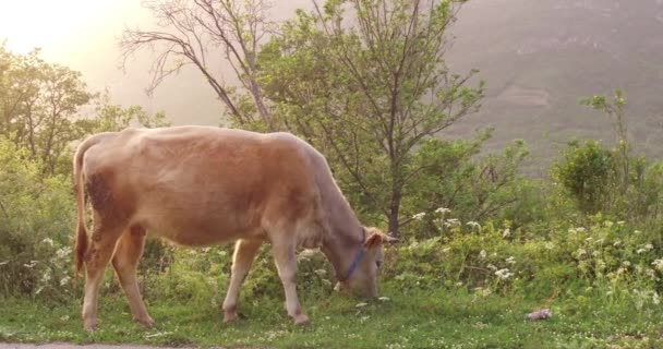 Mucca Pascola Prato Periferia Primavera Prima Del Tramonto Una Giovane — Video Stock