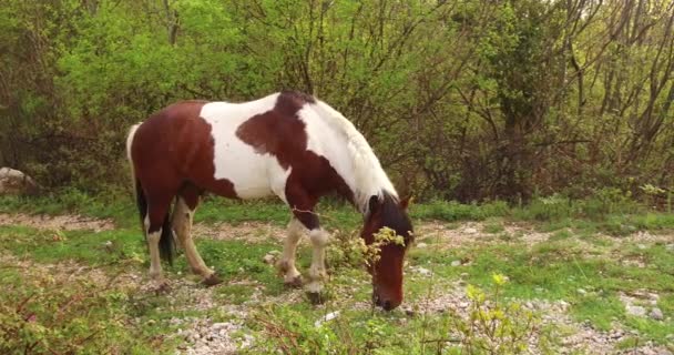 Koňská Barva Hnědá Bílými Skvrnami Pastva Hraně Lesa Jaře Kolem — Stock video