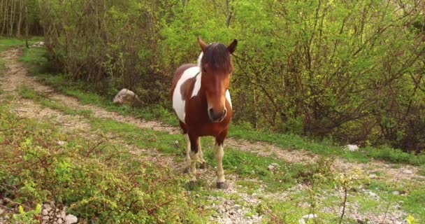 Koňská Barva Hnědá Bílými Skvrnami Pastva Hraně Lesa Jaře Kolem — Stock video