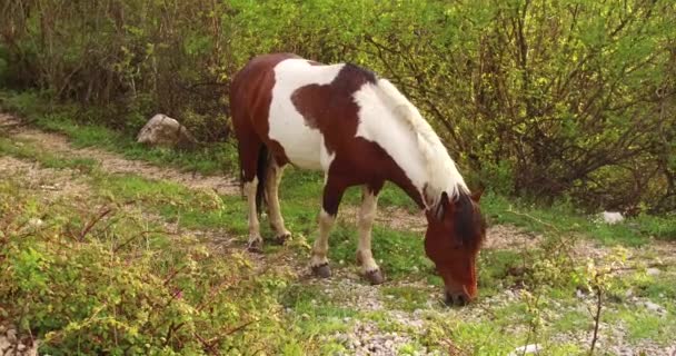 Paard Van Gevlekt Kleur Bruin Met Witte Vlekken Grazende Bos — Stockvideo