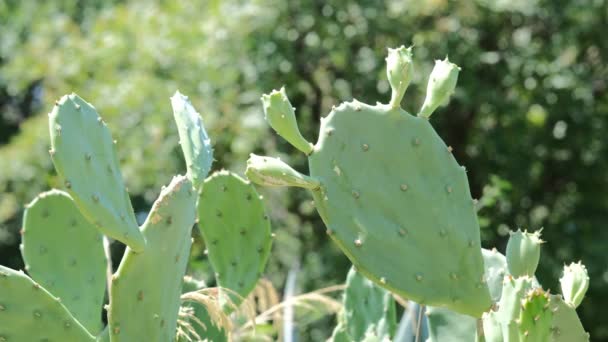 Cacti w parku publicznym — Wideo stockowe