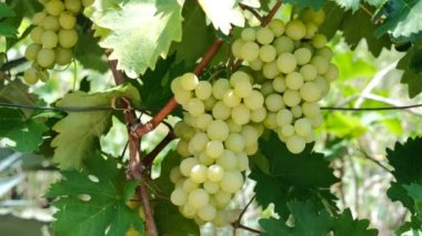 Bir çiftlik bahçesinde üzüm demetleri