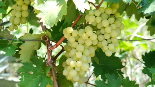 Bunches de uvas em um jardim de fazenda — Vídeo de Stock