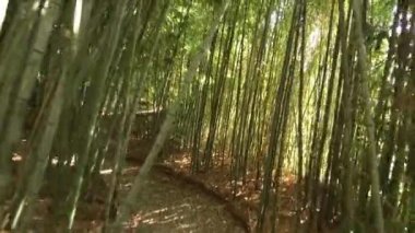 Bambu parkında yürüyün