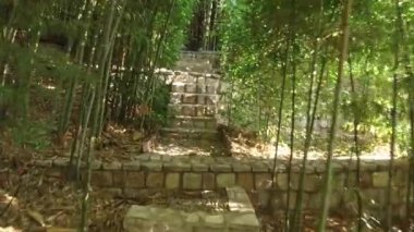 Bambu parkında yürüyün