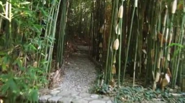 Bambu parkında yürüyün