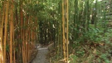 Bambu parkında yürüyün