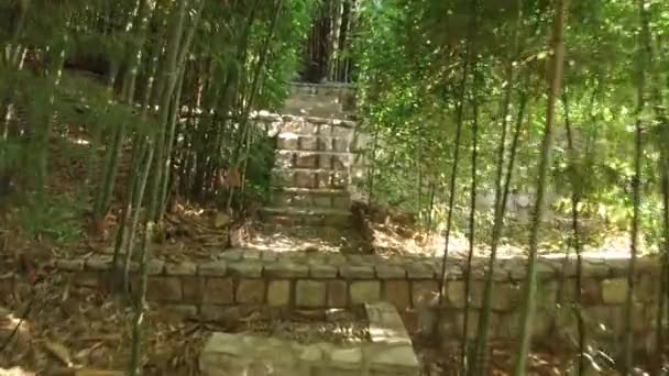 Caminar por el parque de bambú — Vídeos de Stock