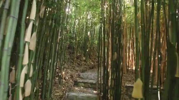 Caminhe pelo parque de bambu — Vídeo de Stock