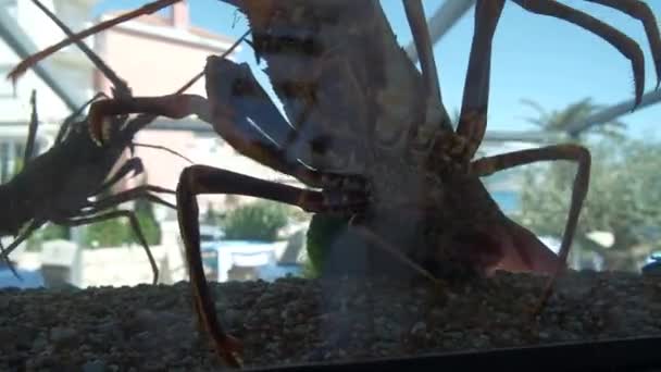 Two Big Live Lobsters Swim Aquarium Open Terrace Waterfront Restaurant — Stock Video