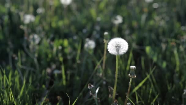 Un sacco di denti di leone sul prato nel parco in un caldo pomeriggio d'estate al tramonto.Natura — Video Stock