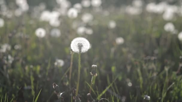 Een heleboel paardebloemen op het grasveld in het park op een warme Zomermiddag bij zonsondergang. Natuur — Stockvideo