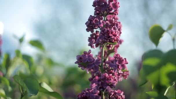 Větve stromů s krásnými fialovými květinami houpat ve větru na teplý letní den na zahradě. Příroda — Stock video