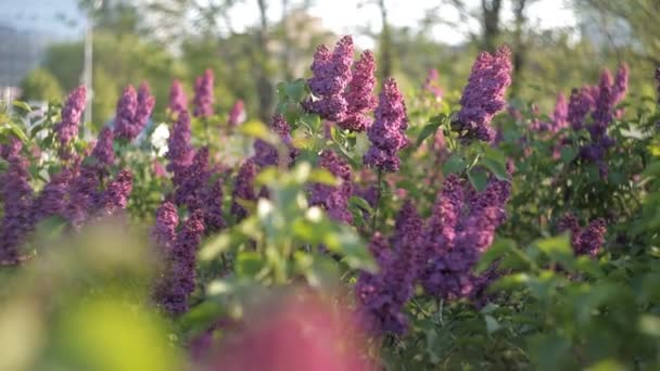 Ramos de árvores com belas flores lilás balançam ao vento em um dia quente de verão no jardim.Natureza — Vídeo de Stock