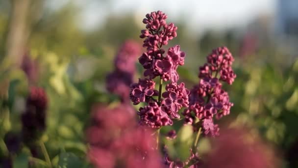 Gyönyörű lila virágokkal fák ágai swing a szél, egy meleg nyári napon a kertben. Természet — Stock videók