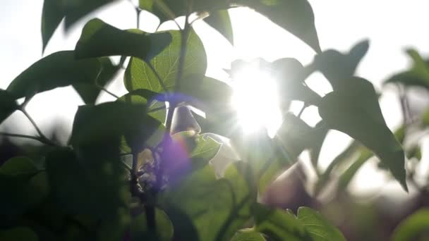 Brindilles vertes dans le jardin au coucher du soleil lors d'une chaude soirée d'été.Nature — Video