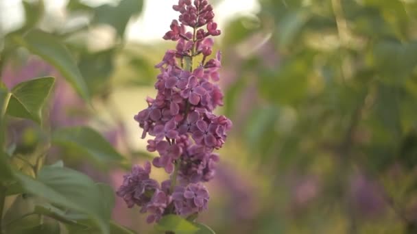 Ramos de árvores com belas flores lilás balançam ao vento em um dia quente de verão no jardim.Natureza — Vídeo de Stock