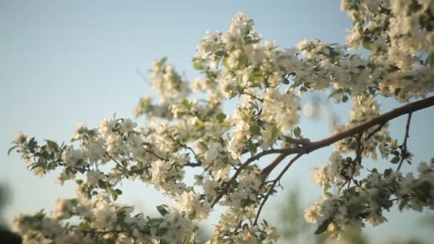 Lindas flores brancas de uma macieira contra um céu azul no verão.Natureza — Vídeo de Stock