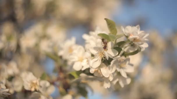 Abelha coleta néctar e pólen de belas flores brancas da macieira no fundo do céu azul no verão.Natureza — Vídeo de Stock