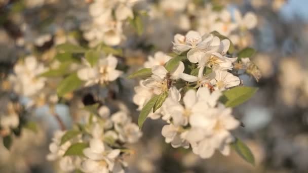La abeja recoge el néctar y el polen de las flores hermosas blancas del manzano en el fondo del cielo azul en verano — Vídeos de Stock