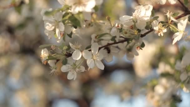 Abelha coleta néctar e pólen de belas flores brancas da árvore da maçã no fundo do céu azul no verão — Vídeo de Stock