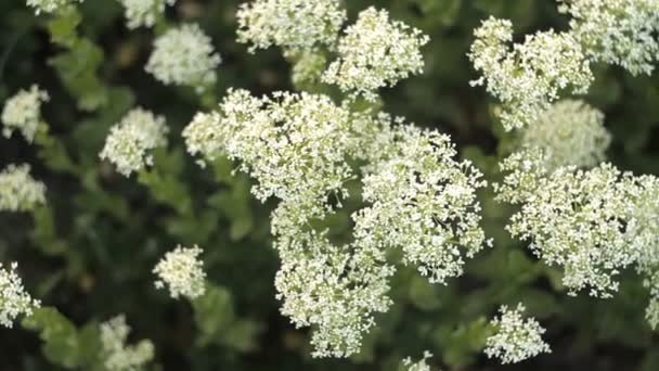 Pequeñas flores blancas balanceándose en el viento en un cálido día de verano — Vídeo de stock