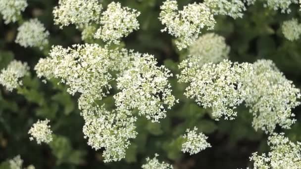 Pequeñas flores blancas balanceándose en el viento en un cálido día de verano — Vídeo de stock