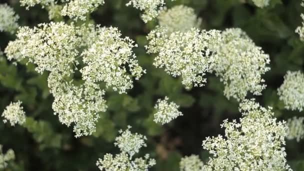Pequeñas flores blancas balanceándose en el viento en un cálido día de verano — Vídeo de stock