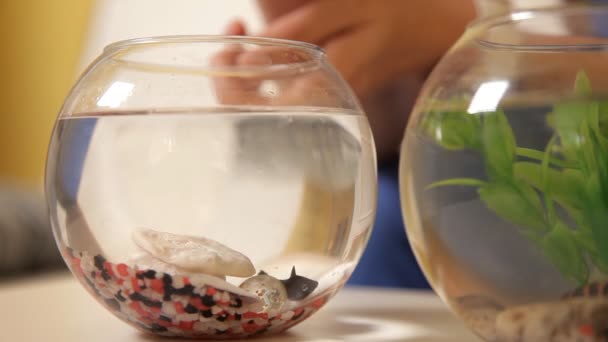 Een zwarte vis zwemt in een klein aquarium, terwijl een jong meisje haar horloges. Natuur. Een vis — Stockvideo