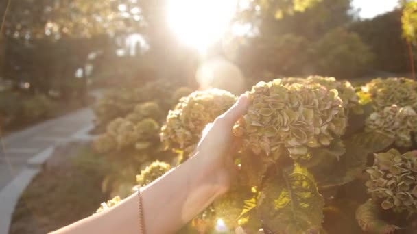 一个在夏日公园散步的女孩触及一朵不寻常的美丽的花朵植物 — 图库视频影像