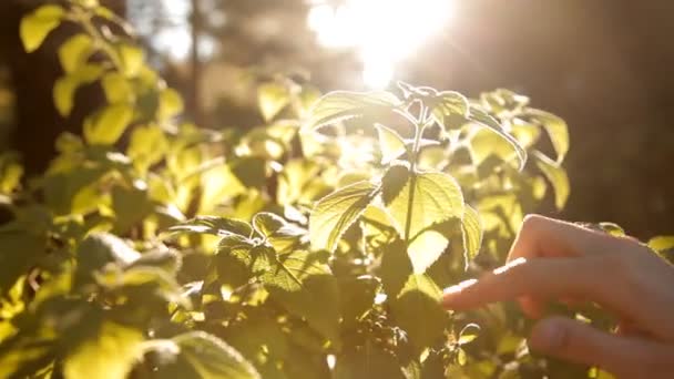 Una niña en el verano con los rayos del sol cayendo sobre un árbol toca sus pétalos — Vídeo de stock