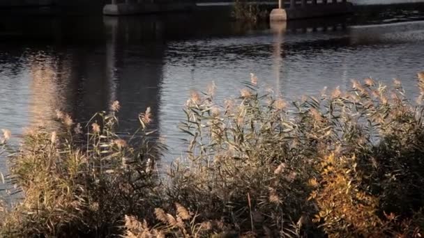 Il fiume scorre dolcemente sotto il ponte — Video Stock