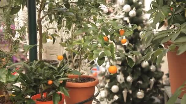 Citrus flower in de kas — Stockvideo