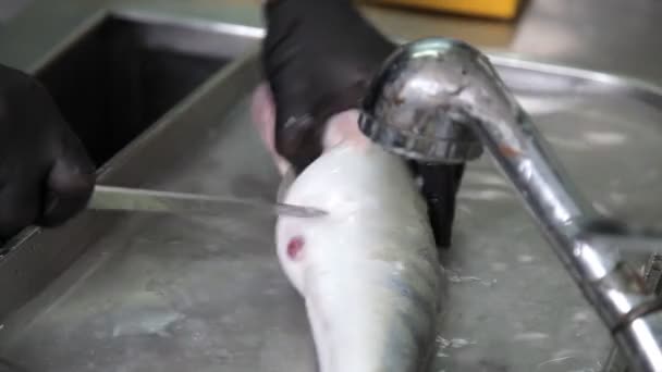 Cuoco con guanti su pesce di taglio in una cucina di ristorante — Video Stock