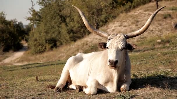 Weißer Stier auf einer grünen Wiese — Stockvideo