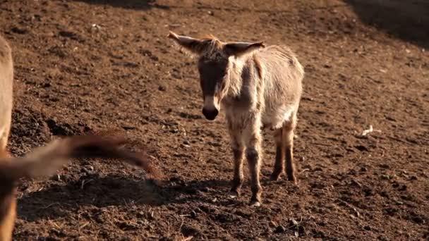 A csorda szamarak a réten a tanyán. Természet, állatok — Stock videók