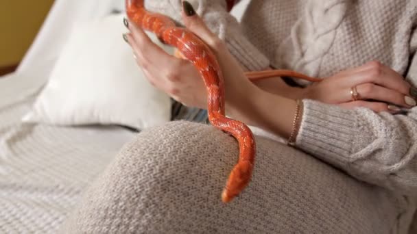 Flicka som håller en orm i sina händer. Hus, inhemsk apelsin orm — Stockvideo
