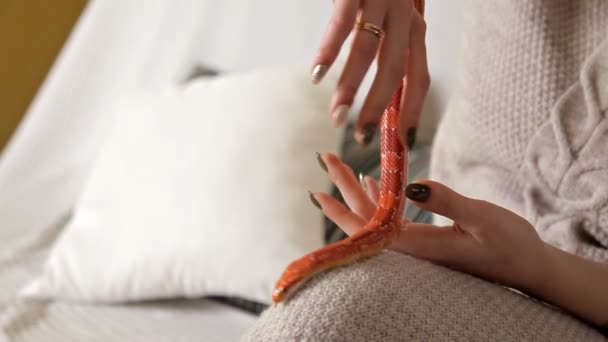 Девушка держит змею в руках. Дом, домашняя оранжевая змея — стоковое видео