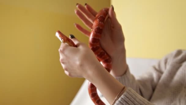 Menina segurando uma cobra em suas mãos. Casa, cobra laranja doméstica — Vídeo de Stock