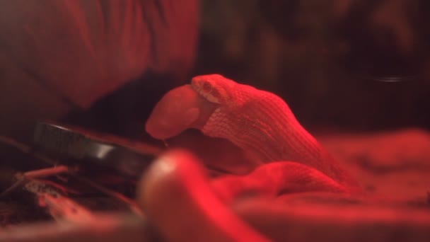 テラリウムで赤い光の中で赤ちゃんのマウスを食べる小さなトウモロコシのヘビ — ストック動画