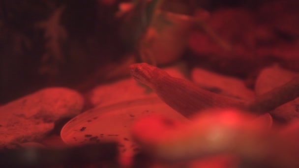 Pequeña serpiente de maíz comiendo un ratón bebé en luz roja en terrario — Vídeos de Stock